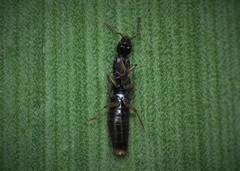 Gabrius splendidulus