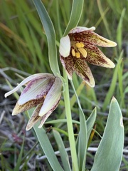 Fritillaria agrestis