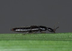 Gabrius splendidulus