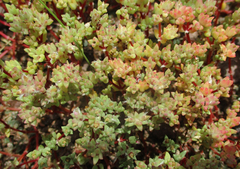 Portulaca hereroensis image