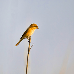 Lanius isabellinus