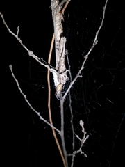 Phryganoporus nigrinus