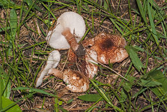 Lepiota brunneoincarnata