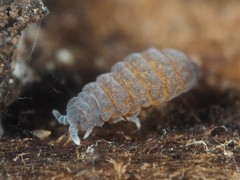 Neanuroidea