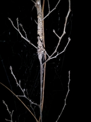 Phryganoporus nigrinus