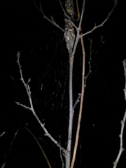 Phryganoporus nigrinus