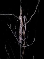 Phryganoporus nigrinus