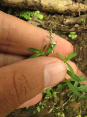 Polygala paniculata
