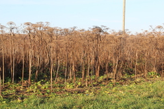 Heracleum sosnowskyi