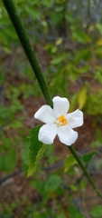 Hibiscus phoeniceus