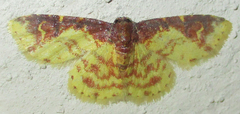 Syngatha