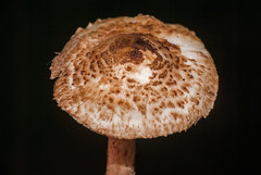 Lepiota brunneoincarnata