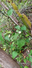Hibiscus phoeniceus