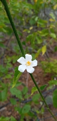 Hibiscus phoeniceus