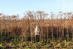 Heracleum sosnowskyi