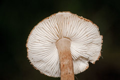Lepiota brunneoincarnata