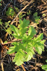 Heracleum sosnowskyi