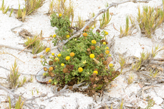 Oncosiphon sabulosus