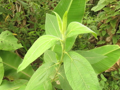 Elaphandra quinquenervis