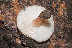 Lepiota brunneoincarnata