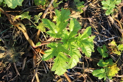 Heracleum sosnowskyi