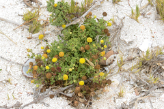 Oncosiphon sabulosus