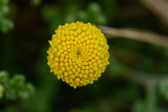 Oncosiphon sabulosus