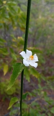 Hibiscus phoeniceus