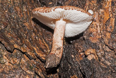 Lepiota brunneoincarnata