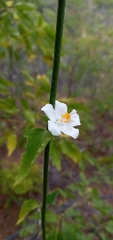 Hibiscus phoeniceus