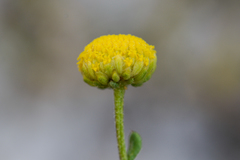 Oncosiphon sabulosus