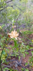 Hibiscus phoeniceus