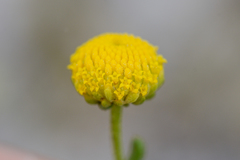 Oncosiphon sabulosus