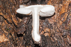 Lepiota brunneoincarnata