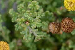 Oncosiphon sabulosus