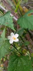 Hibiscus phoeniceus