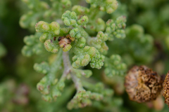 Oncosiphon sabulosus