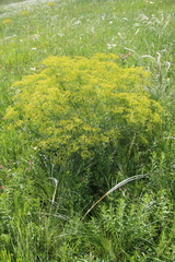 Bilacunaria microcarpos