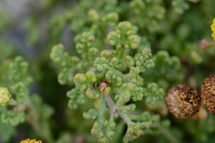 Oncosiphon sabulosus