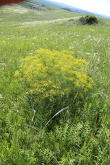 Bilacunaria microcarpos