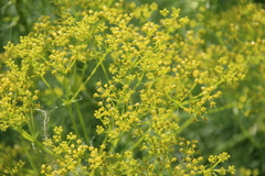 Bilacunaria microcarpos
