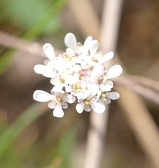 Teesdalia coronopifolia