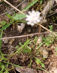 Teesdalia coronopifolia