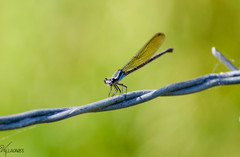 Argia oculata