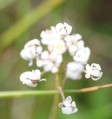 Teesdalia coronopifolia