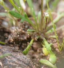 Teesdalia coronopifolia