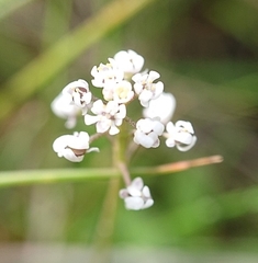 Teesdalia coronopifolia