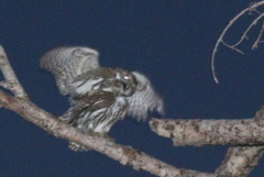 Glaucidium gnoma gnoma