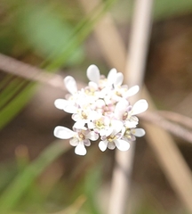 Teesdalia coronopifolia