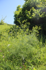 Bilacunaria microcarpos